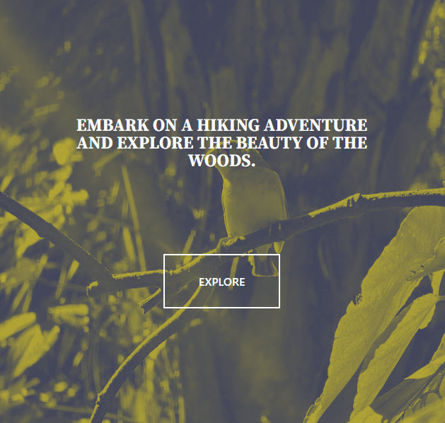 Beauty of the Woods